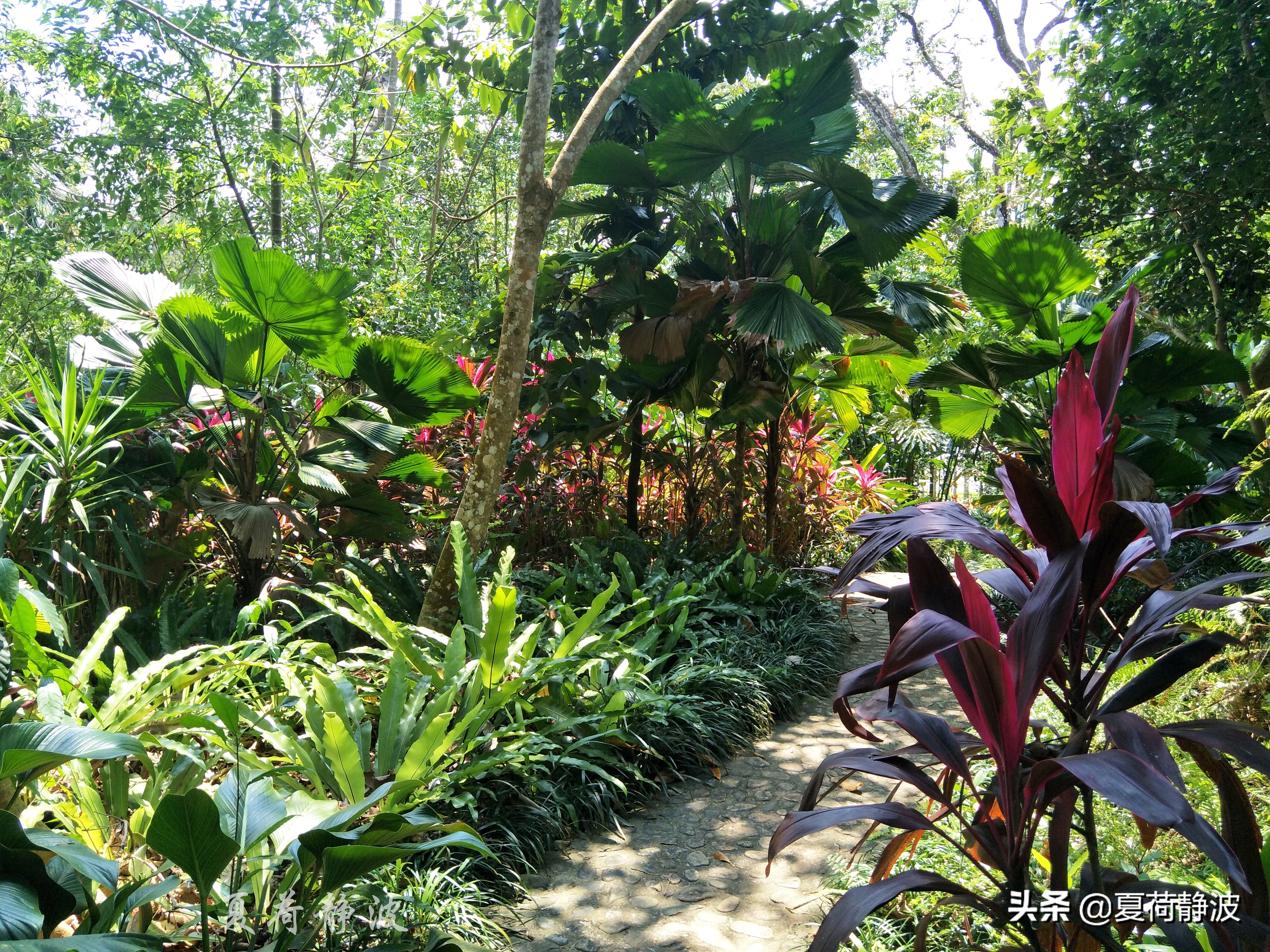 兴隆热带植物园攻略,万宁兴隆热带植物园