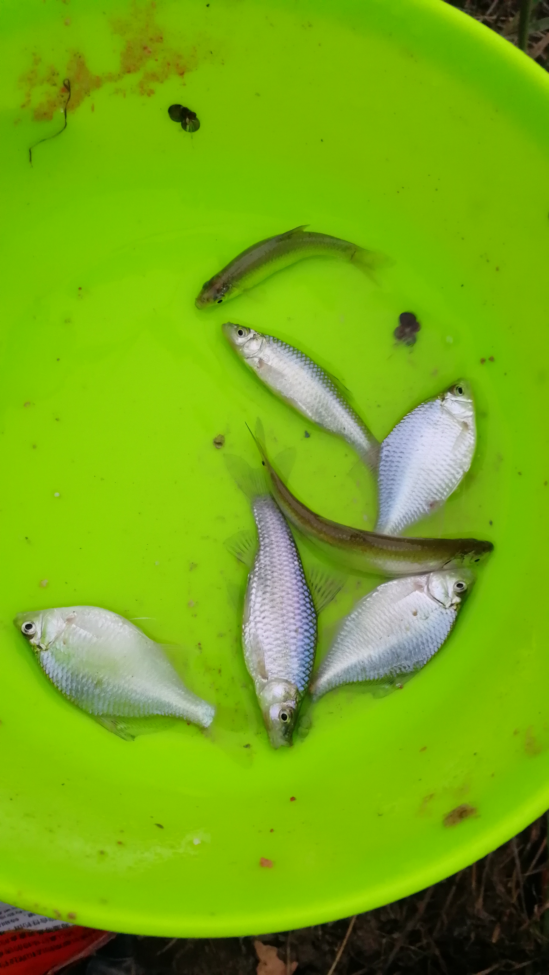 小鱼闹窝特厉害怎么办,小鱼闹窝技巧视频