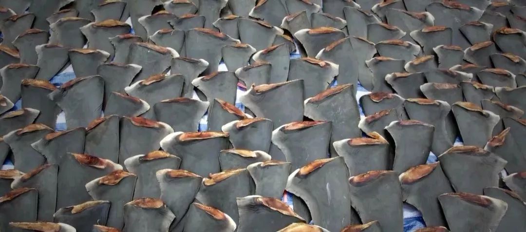 海洋中几乎无敌的大白鲨,真正的大白鲨和巨齿鲨的图片