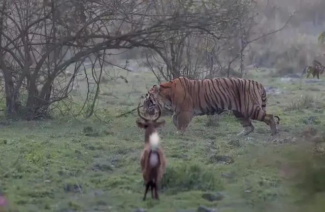 猫科猛兽战力天花板,猫科战力天花板毁灭刃齿虎