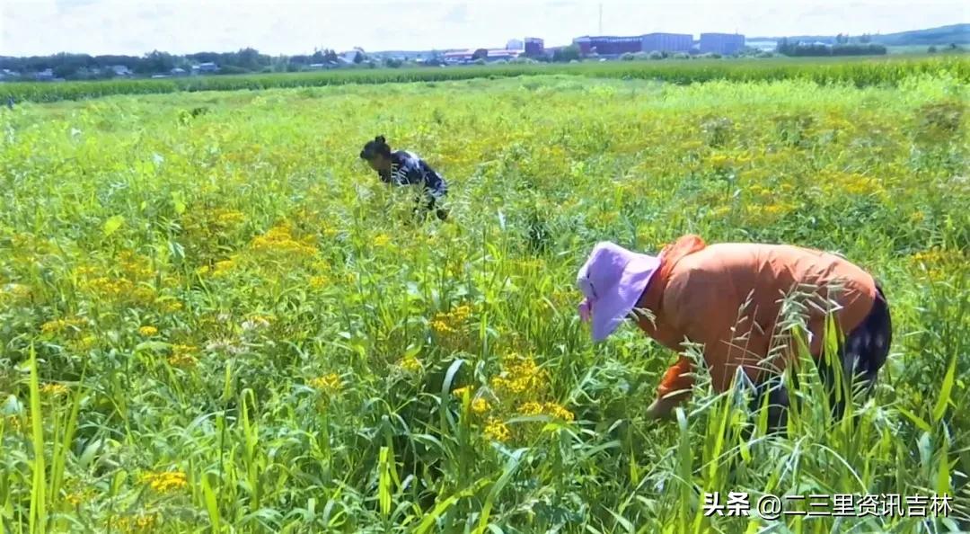 松山镇东北岔村：发展中药材特色产业助力农民增收致富