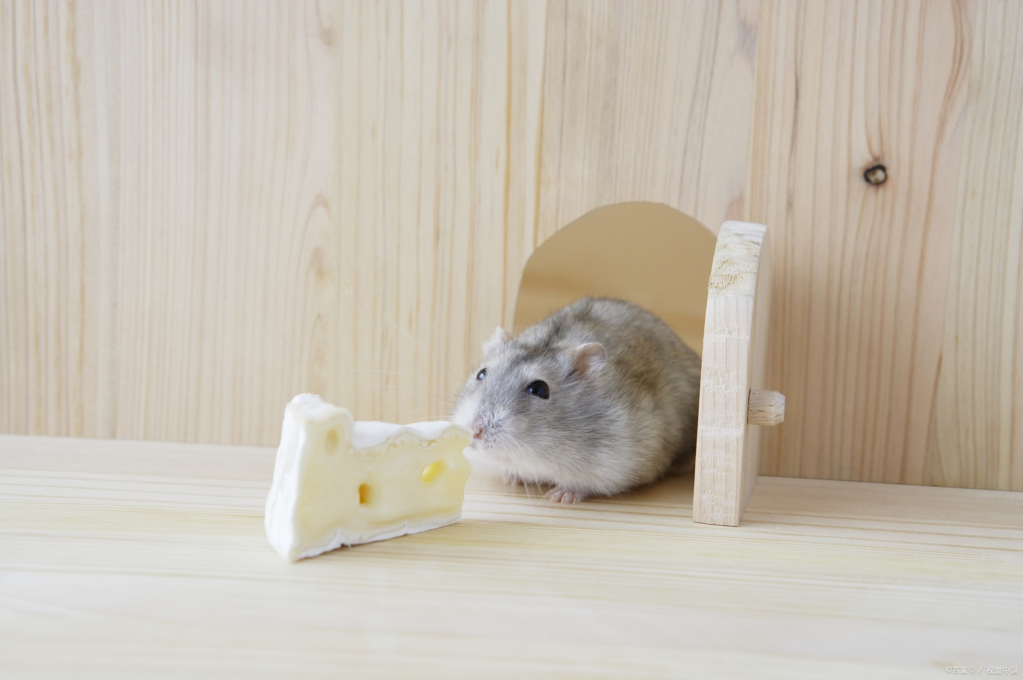仓鼠为什么死了，可能是因为吃了这些食物