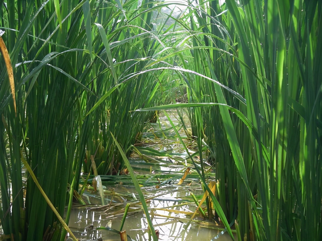 中国人种植水稻历史,中国人种植蔬菜