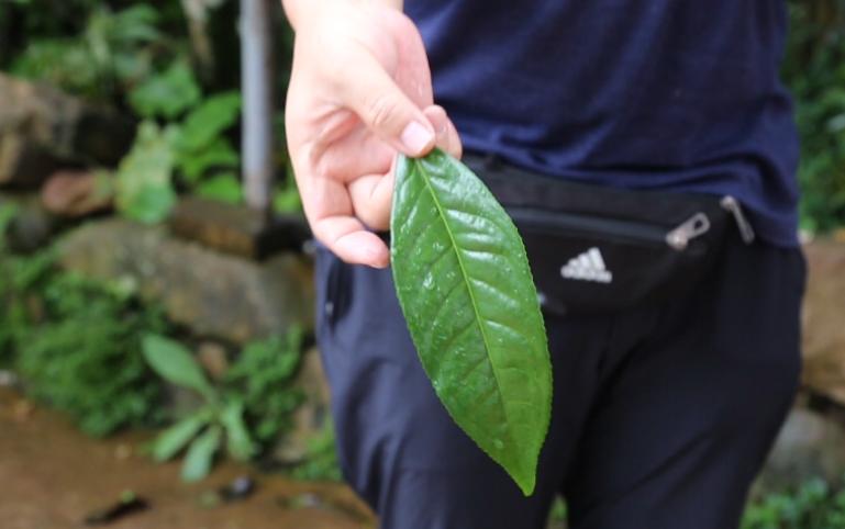 老徐谈茶138期,老徐谈茶冰岛茶特点