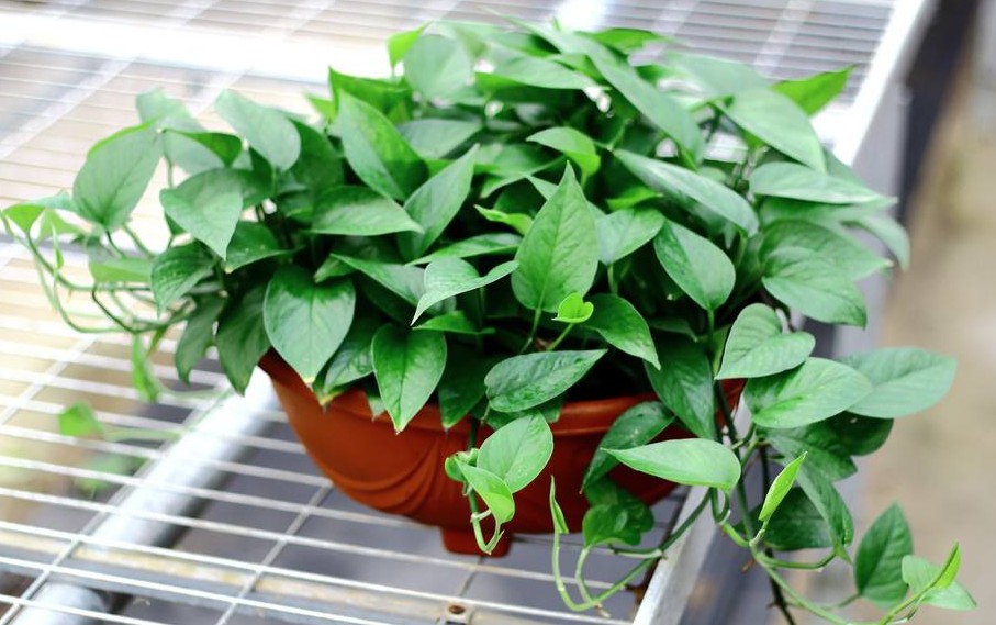 适合阳光暴晒的观叶绿植,适合室内养的高端观叶绿植