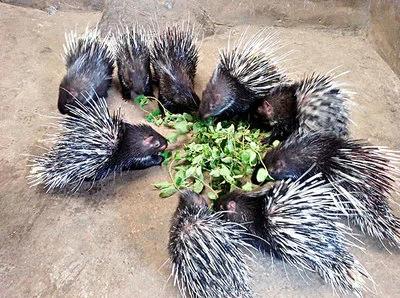 豪猪养殖优缺点,豪猪危害作物