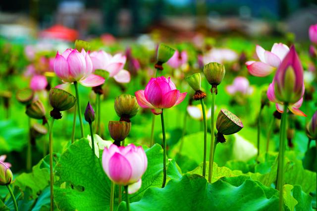 云南文山自治州普者黑风景区,文山普者黑有哪些景点值得去