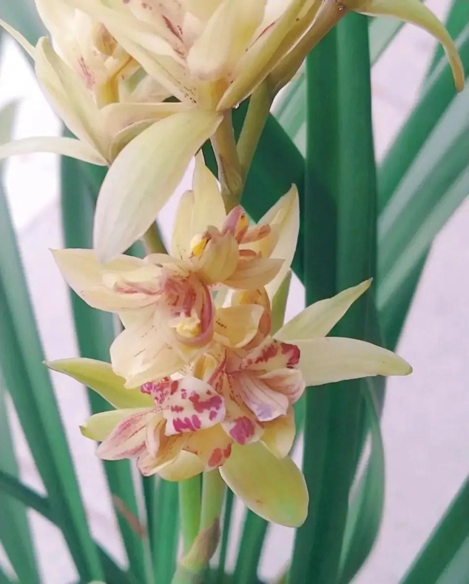 适合家养的兰花多少钱,适合家养的兰花品种图片