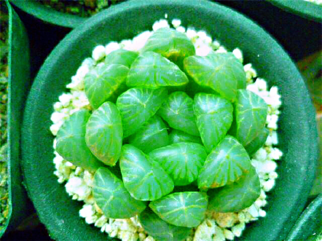 冰灯玉露防辐射彩色多肉植物,超大母本冰灯玉露多肉植物