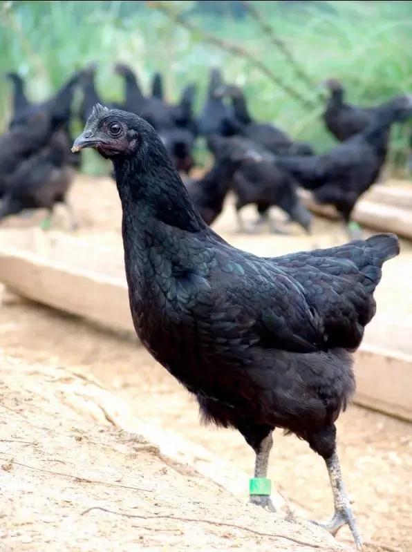 福建这种鸡清乾隆年间就开始饲养，是滋补身体的传统良药