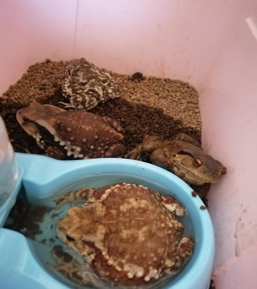 中华蟾蜍的快乐饲养法——养蛤心得分享|肆养来稿