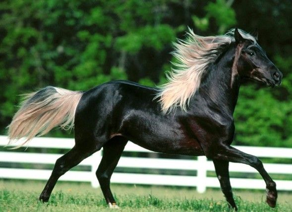 高考中的黑马是啥意思,高考黑马都是怎么形成的