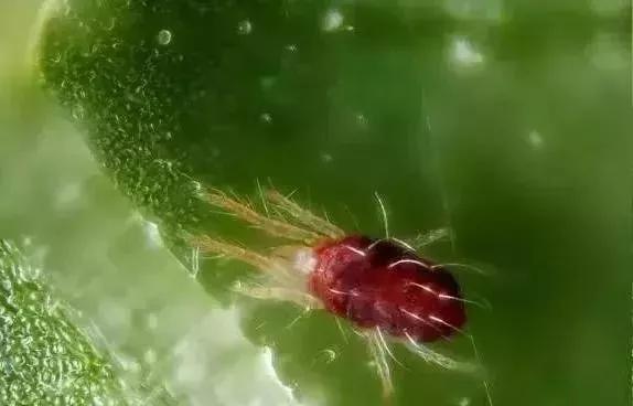 农药防控虫害有哪些方法,节瓜常见病虫害用什么农药防治