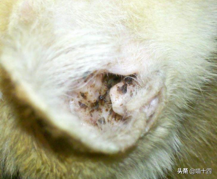 别让宠物医院榨干铲屎官的钱包——小毛病,不求人「外创篇-下」