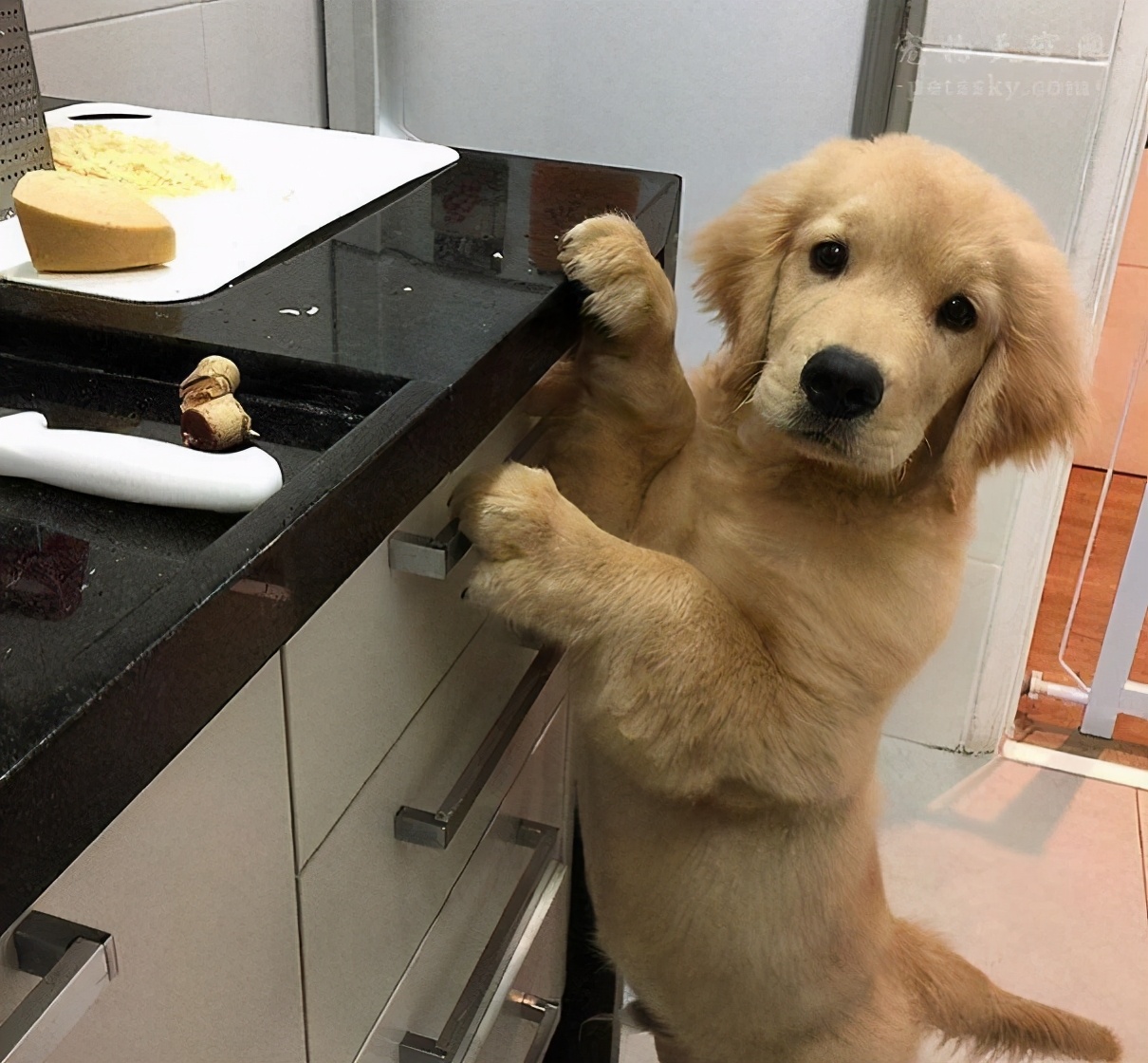 金毛拉的稀怎么办,金毛拉肚子怎么办