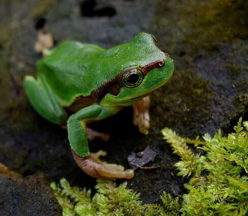 青蛙人工养殖视频教程,青蛙怎么养殖过程视频