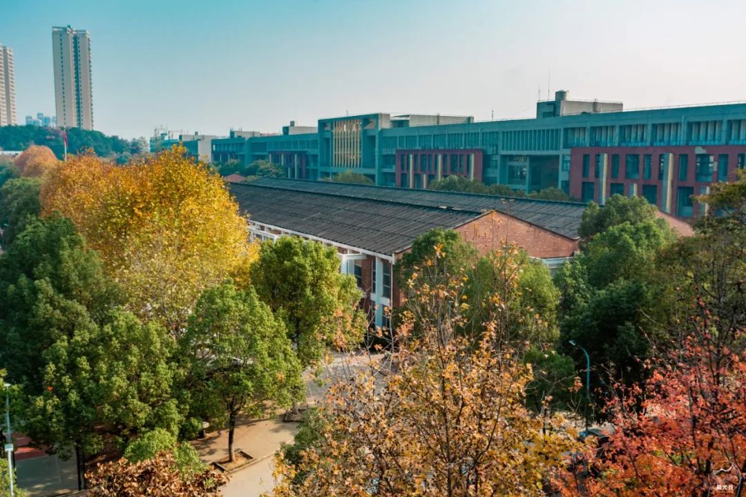 不输武大樱花，文华学院美“枫”了