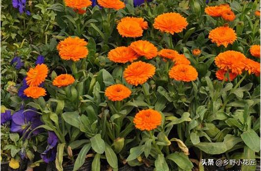 金盏菊花期怎样控制,金盏菊花开多久