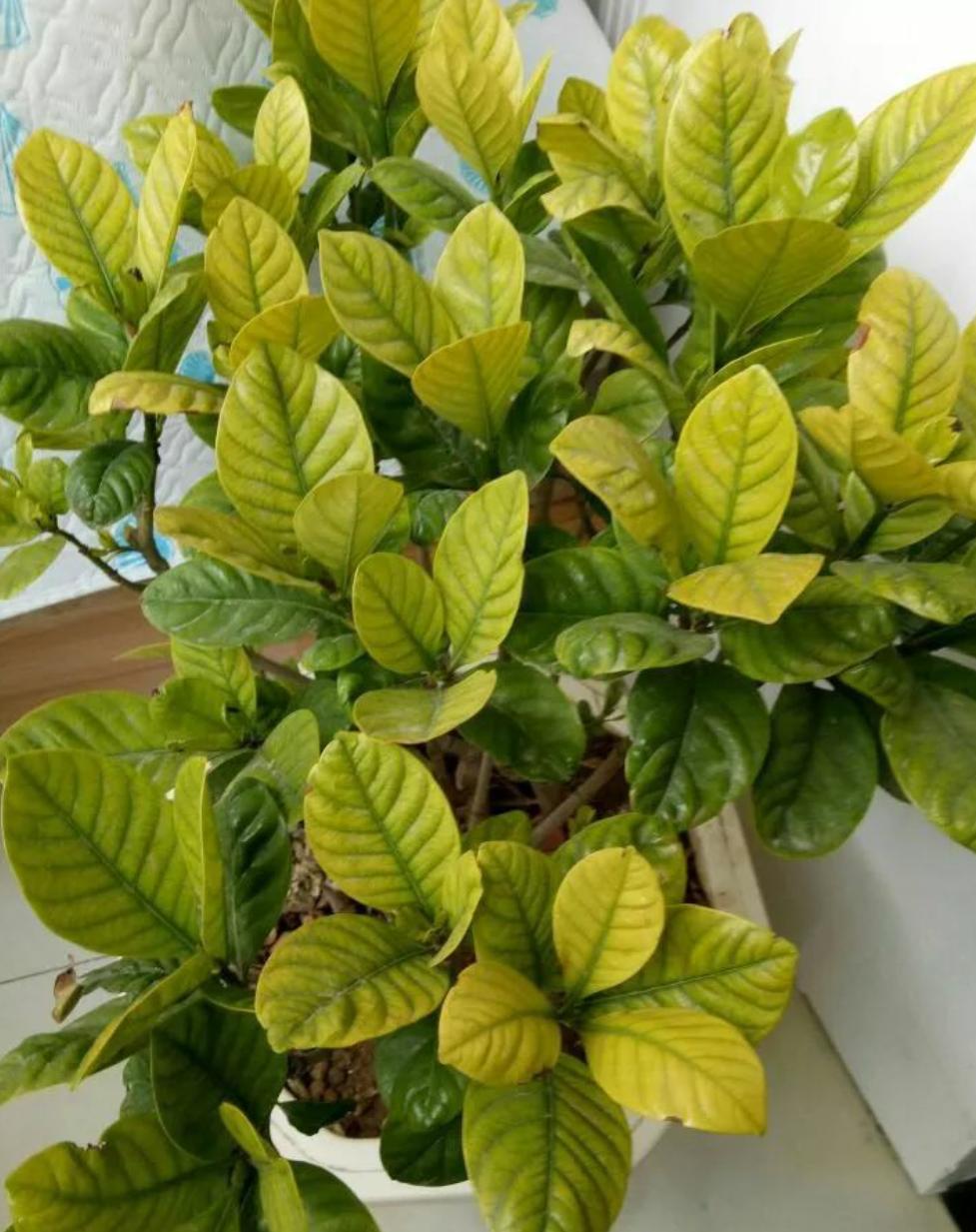 栀子花黄叶掉花苞该怎么办,栀子花几种黄叶现象