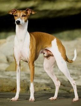 狗狗在寒冷的冬天能冻死吗,6种最怕冷的狗狗你家狗上榜了吗