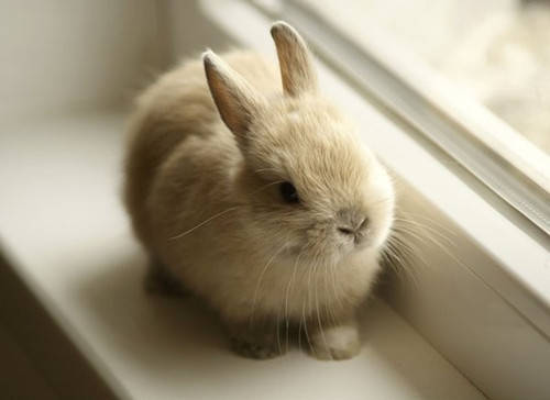 兔子拉肚子最快的解决方法,兔子拉稀拉葡萄便怎么办