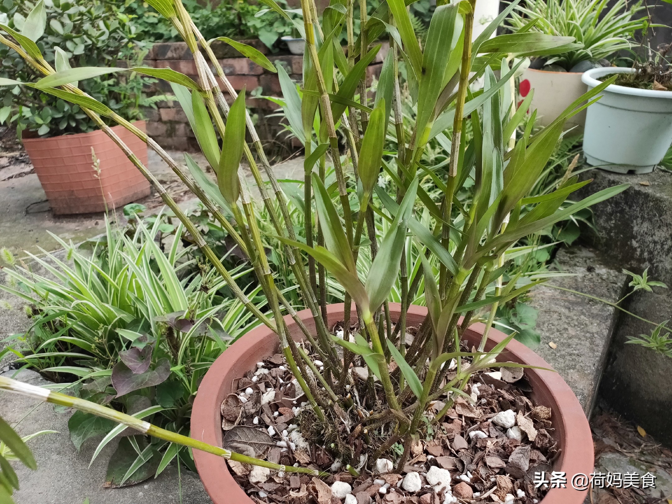 新鲜石斛冬虫夏草炖鸡汤,石斛西洋参虫草花炖鸡的功效