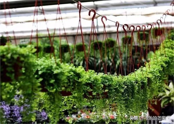 石家庄露天年货市场哪里有,石家庄哪个市场可以批发年货