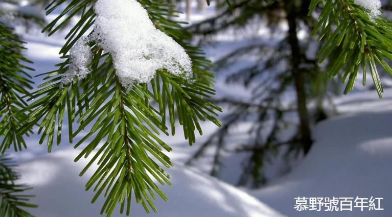 洪普号冰岛五寨黄金叶,冰岛五寨古树黄金叶