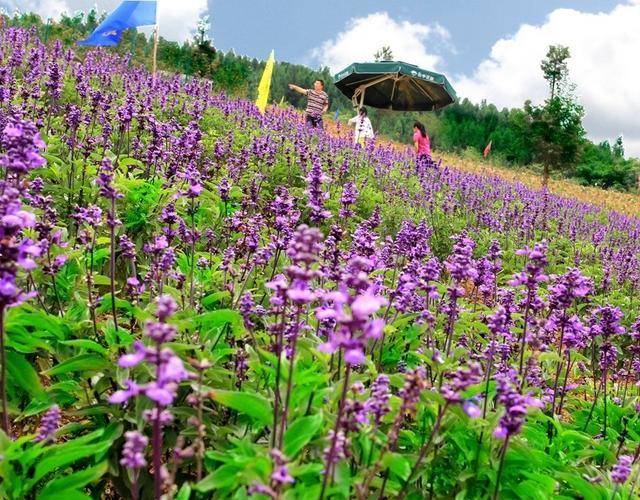春天重庆区县景点,重庆网红景点区县