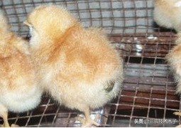 鸡拉白屎不睁眼怎么回事,鸡拉白色粪便没精神怎么治疗