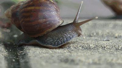 暴雨过后见到这种大蜗牛千万别碰,大雨后遍地爬的大蜗牛别碰也别吃