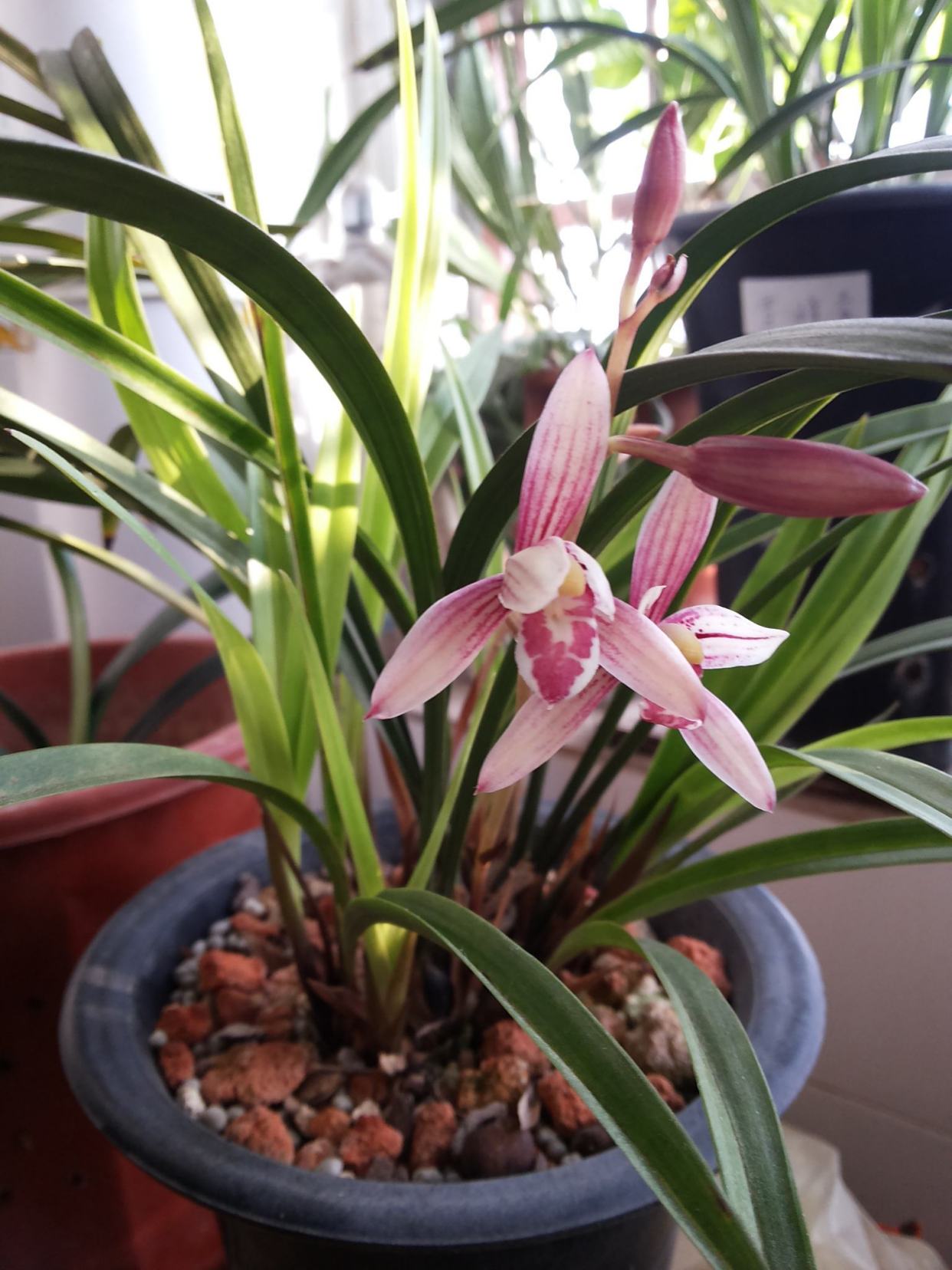 什么兰既好养开花又香,最好养的兰花四季兰介绍