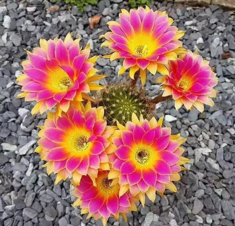 100种仙人球花图片,100种仙人球的品种视频