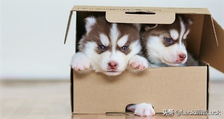 怎么用狗绳做狗玩具,怎么制作狗狗玩具