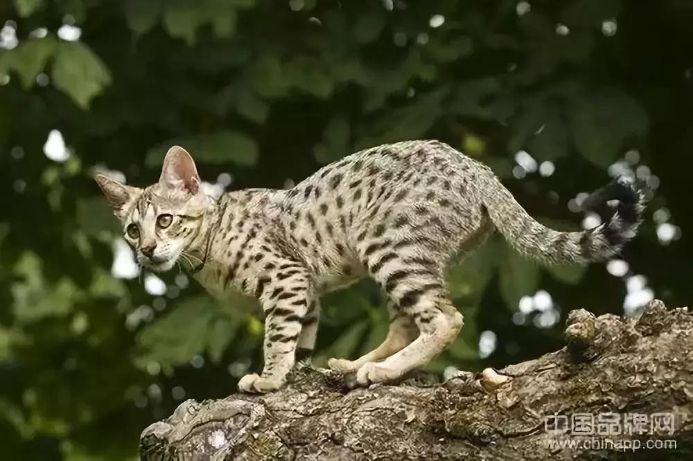 世界上最昂贵的东西是你的快乐,世界上最昂贵的东西就是你的快乐