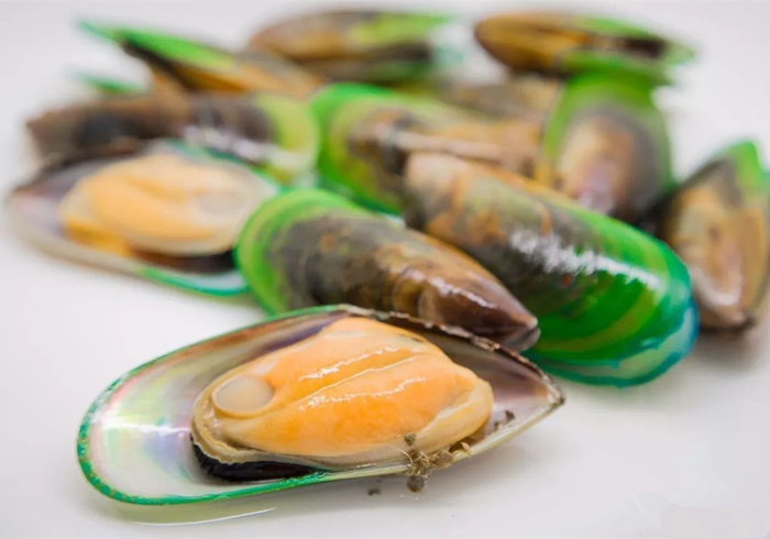 养猫发现有小飞虫,换季养猫注意事项千万别害了猫命