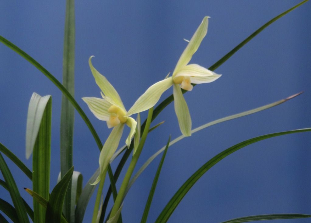 兰花名诗100首,关于兰花8句古诗