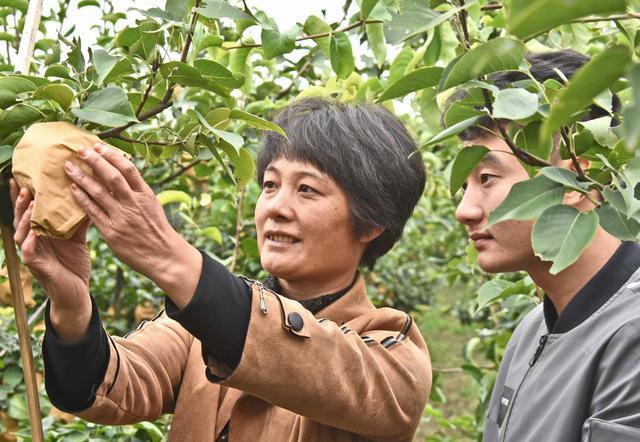 晚秋黄梨怎样才能高产,晚秋黄梨的春季管理方法