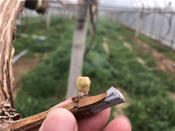 葡萄园哪种喷雾比较好,葡萄园喷雾方法