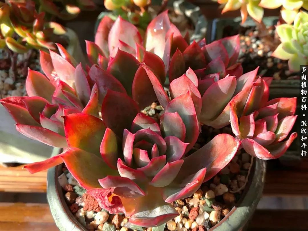 多肉的四季轮回,四季轮回多肉