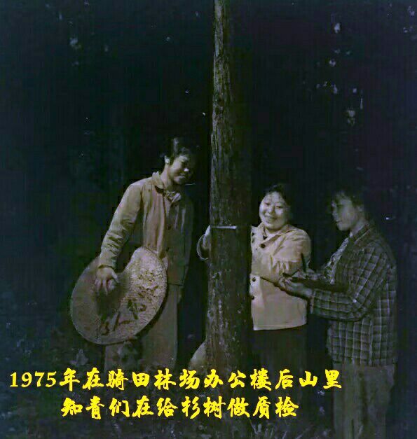难以释怀的知青情结,60年代的知青情结