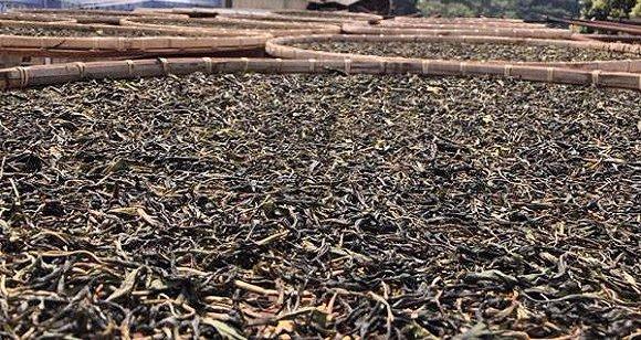 普洱生茶工艺流程,普洱生茶的制作工序讲解