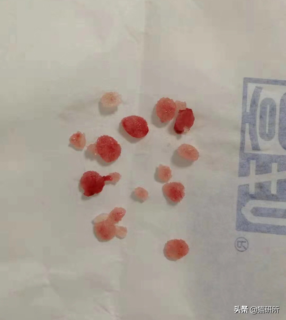 10张让人不寒而栗的图片,猫咪x光正常图片