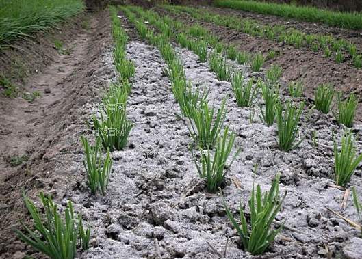 草木灰的七大用处,草木灰的大用处