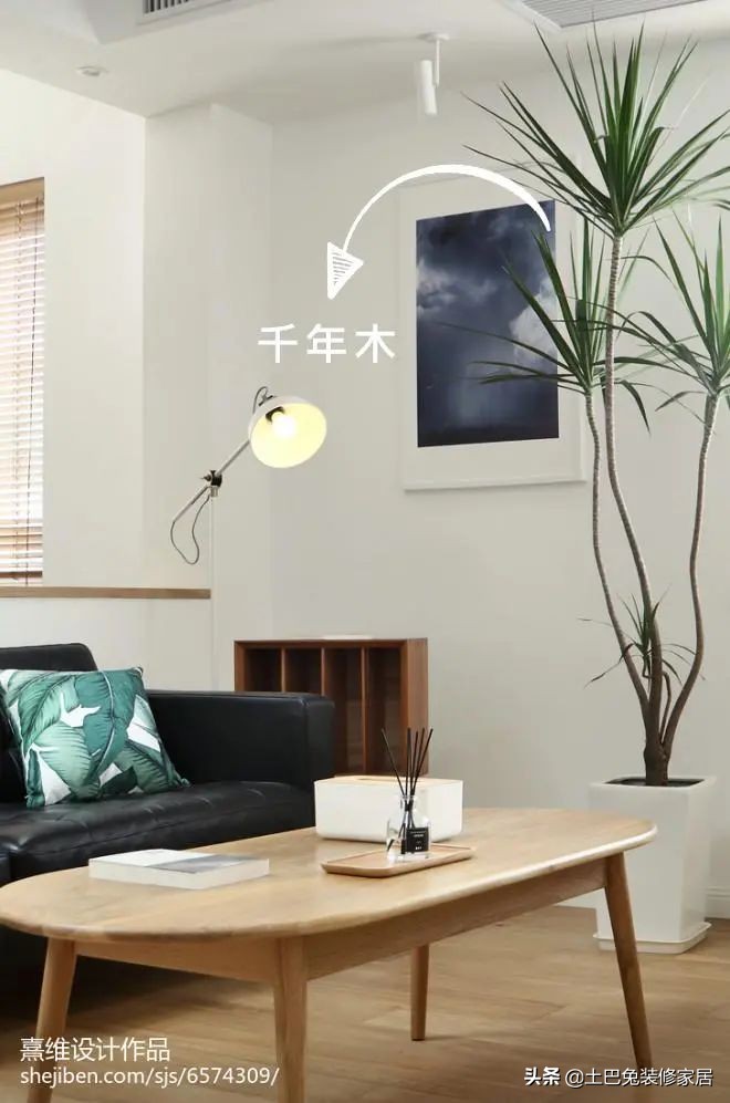 十款居家可养的植物,招财又好养的植物