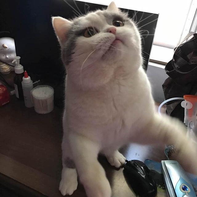 英短猫性格优点缺点,英短猫的优点