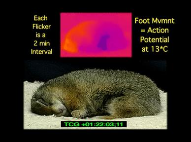 人体冷冻及复活的科学可能性,人体冷冻复活温度