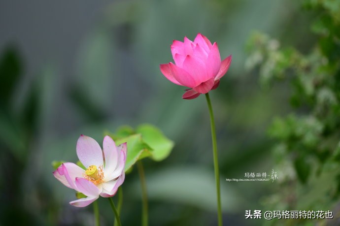 我的碗莲种子,碗莲的种植方法新手必看