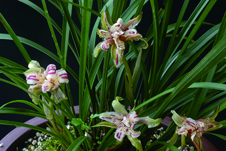 刚上盆的兰花怎么浇水,12月移栽兰花当天浇水吗