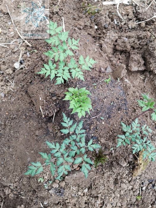 藁本神农本草经,神农本草经葛根原文